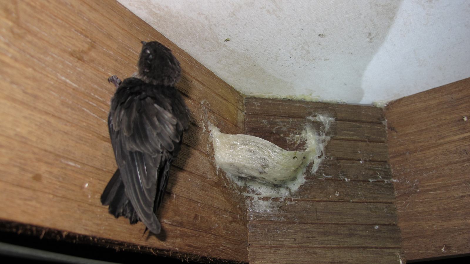 燕の巣って、本当に鳥の巣? 意外と知らない7つのこと。
